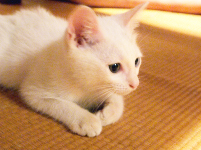 ペットを飼っている方へ